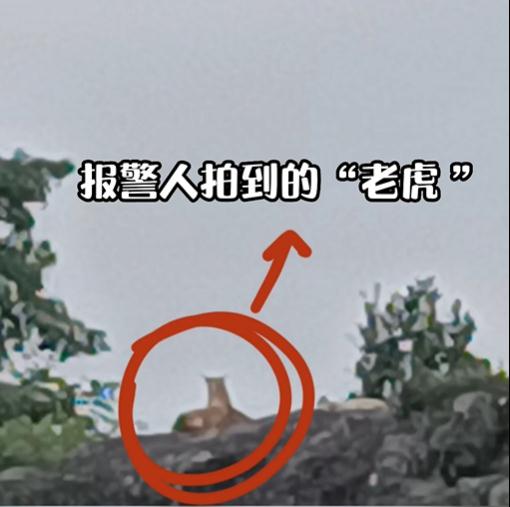 臺州一村民報(bào)警稱山上有老虎！警方出動無人機(jī)發(fā)現(xiàn)：好多…
