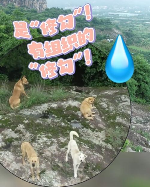 臺州一村民報(bào)警稱山上有老虎！警方出動無人機(jī)發(fā)現(xiàn)：好多…